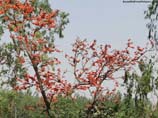 pictures of Palash tree