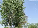 pictures of poplar tree