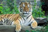 pictures of Siberian tiger
