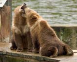 pictures of grizzly bear cubs