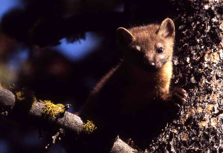 pictures of Pine marten on tree
