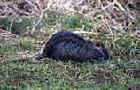 pictures of a Nutria