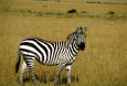 Picture of a zebra in the wild