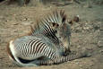 Picture of a sitting young zebra