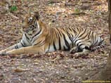 pictures of a tiger